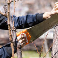 Essential Tree Care Services In Leander, TX: Keeping Your Trees Healthy Year-Round