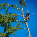 The Ultimate Guide To Tree Trimming: Essential Tree Care Services In Portland, OR