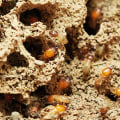 The Essential Role Of Termite Control Services In Comprehensive Tree Care Services In Fayetteville