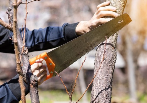 Essential Tree Care Services In Leander, TX: Keeping Your Trees Healthy Year-Round