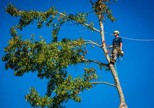 The Ultimate Guide To Tree Trimming: Essential Tree Care Services In Portland, OR