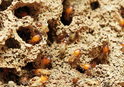 The Essential Role Of Termite Control Services In Comprehensive Tree Care Services In Fayetteville