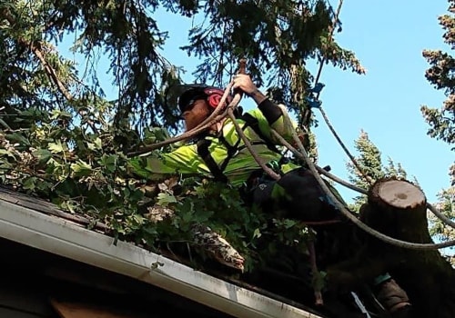 Experience The Difference With Professional Tree Care Services In Portland, OR