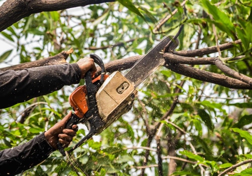 Making The Right Choice: How To Find A Trusted Tree Service Company In Portland, OR